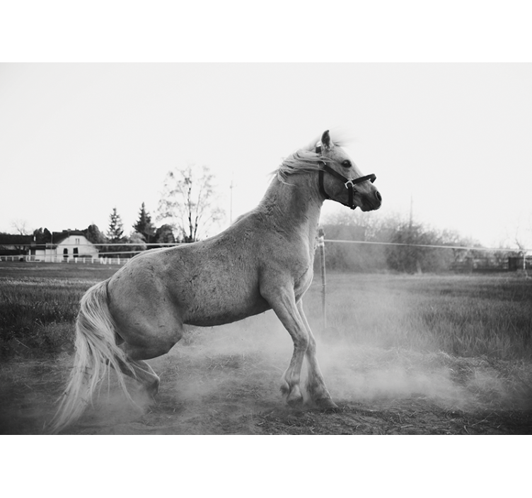 Zidni freske galopirajući ponij - TenStickers