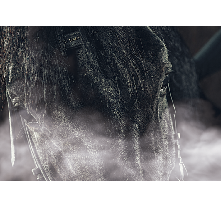 Zidni freske veličanstveni konj izbliza - TenStickers