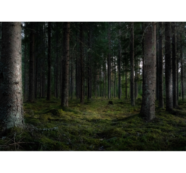 Foto tapete šumski prizor bujne šume - TenStickers