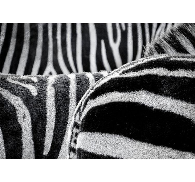 Zidni freske realistične pruge zebre - TenStickers