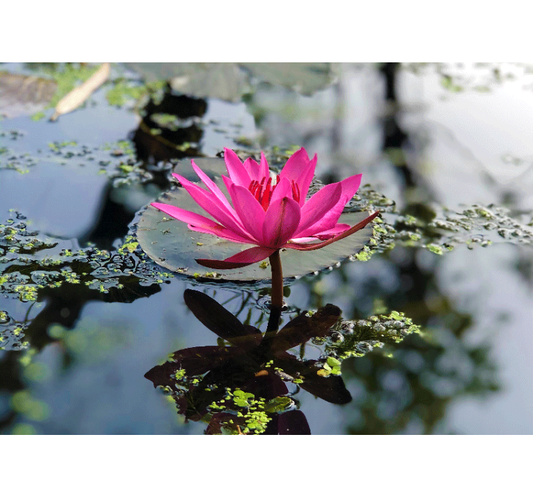 Foto tapete od maka elegantni ružičasti lotos - TenStickers