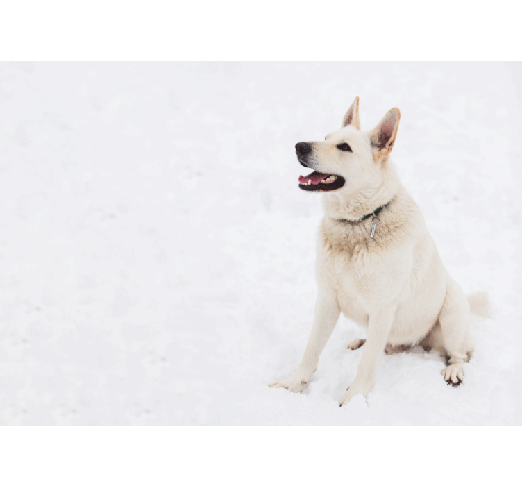 Zidni freske sretan bijeli pas - TenStickers