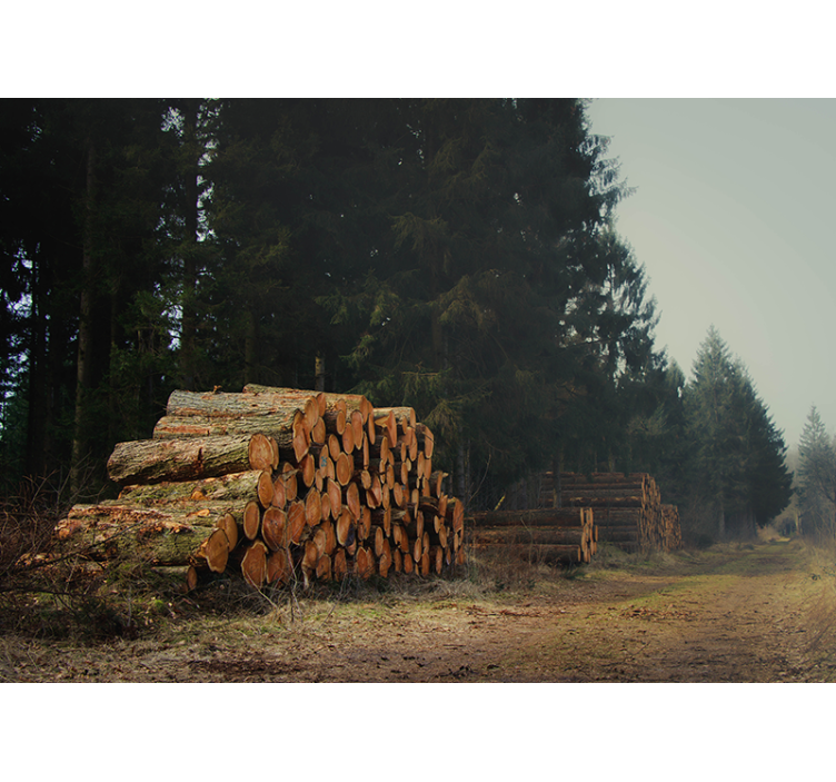 Foto tapete šumski hrpe drva u šumi - TenStickers