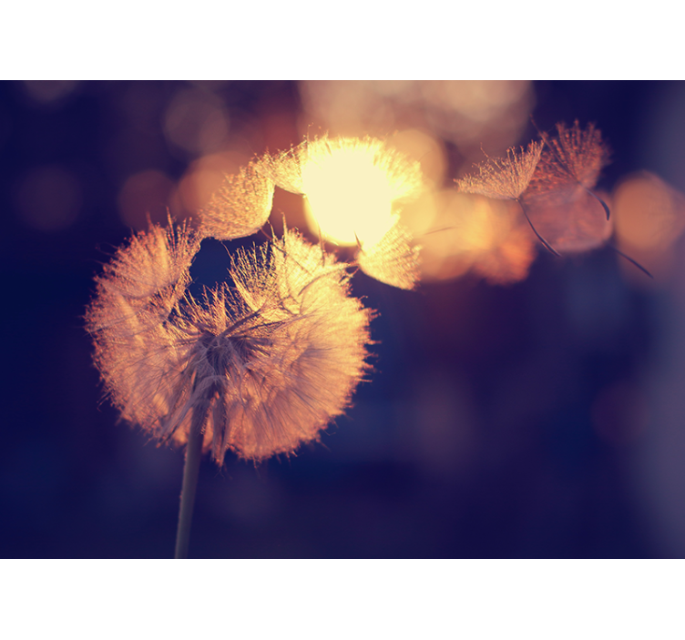 Maslačak dizajn zidni zid maslačka - TenStickers