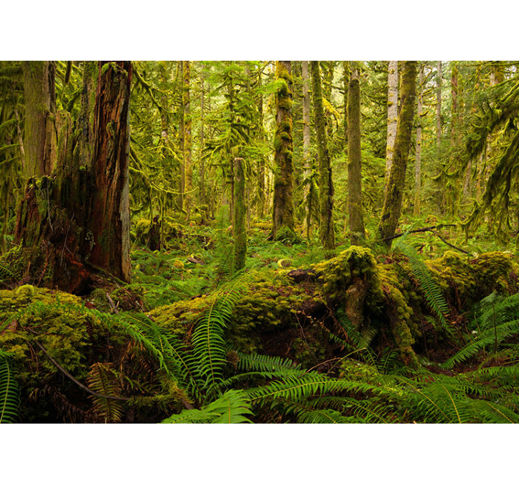 šumski zeleni zidni zid - TenStickers