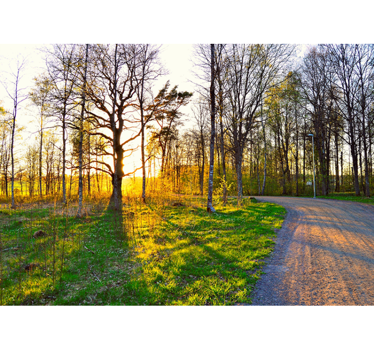 Tapete priroda staza u sunčanom šumarku - TenStickers