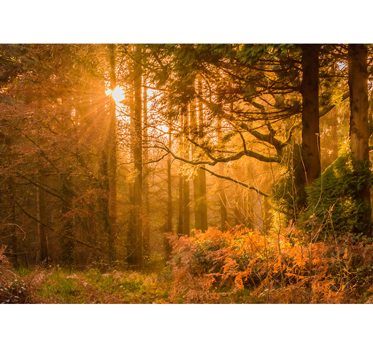 tapete priroda osvijetljeni šumski krajolik - TenStickers