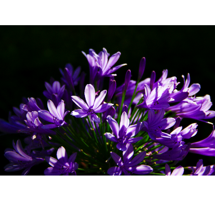 Foto tapete cvijet ljubičasta cvjetna ljepota - TenStickers