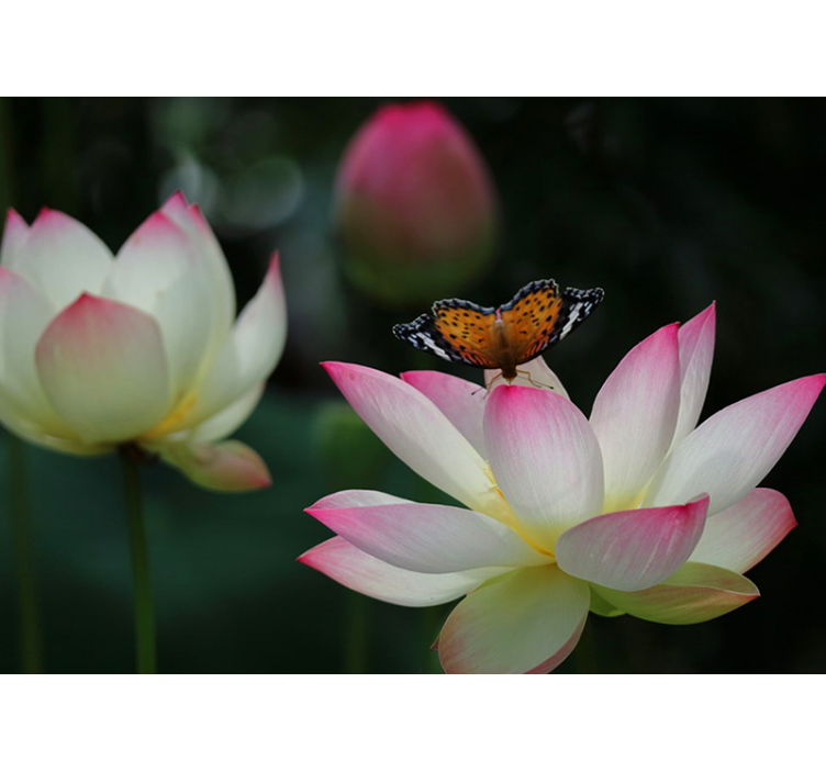 Foto tapete cvijet elegantni cvijet lotusa - TenStickers