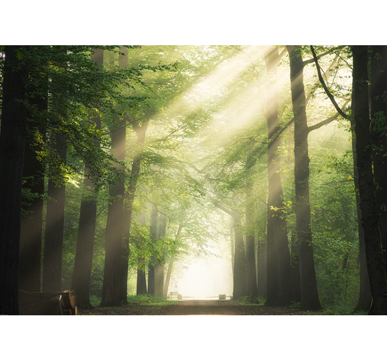 Foto tapete šumski sjajni zeleni šumari - TenStickers
