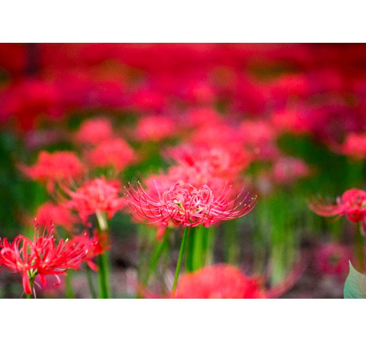 Foto tapete od maka živahni crveni cvjetovi - TenStickers