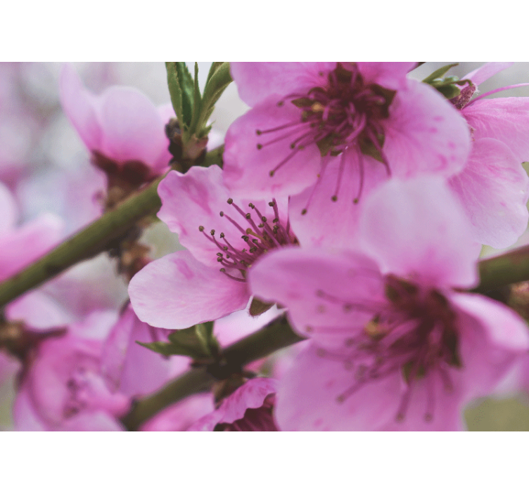 Foto tapete od maka sjajni ružičasti cvjetovi - TenStickers