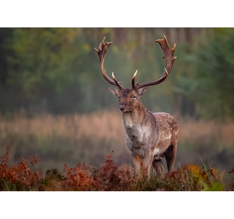Usamljeni jelen u zidnom zidu - TenStickers