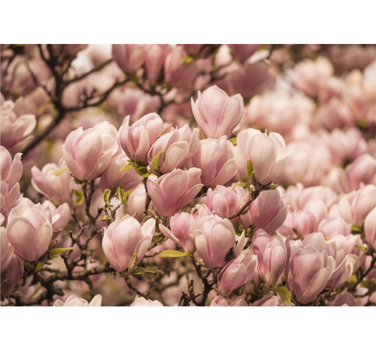 Foto tapete cvijet rascvjetana magnolija - TenStickers