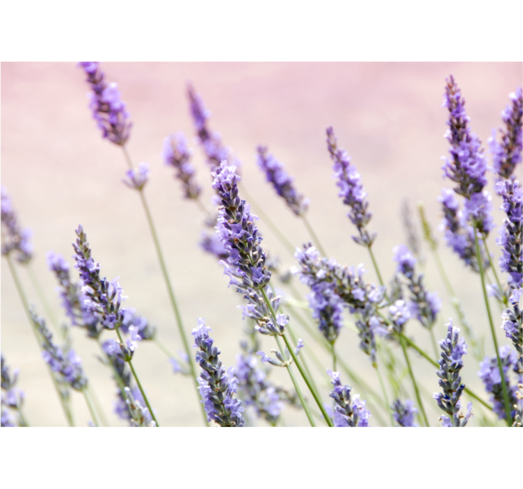 Foto tapete cvijet lavanda cvjetna elegancija - TenStickers