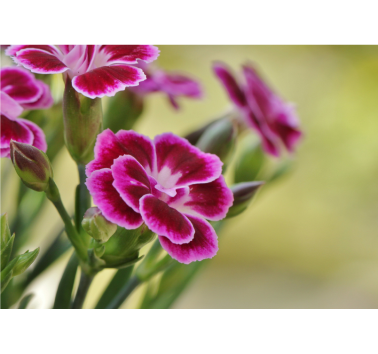 Foto tapete od maka cvjetni užitak - TenStickers