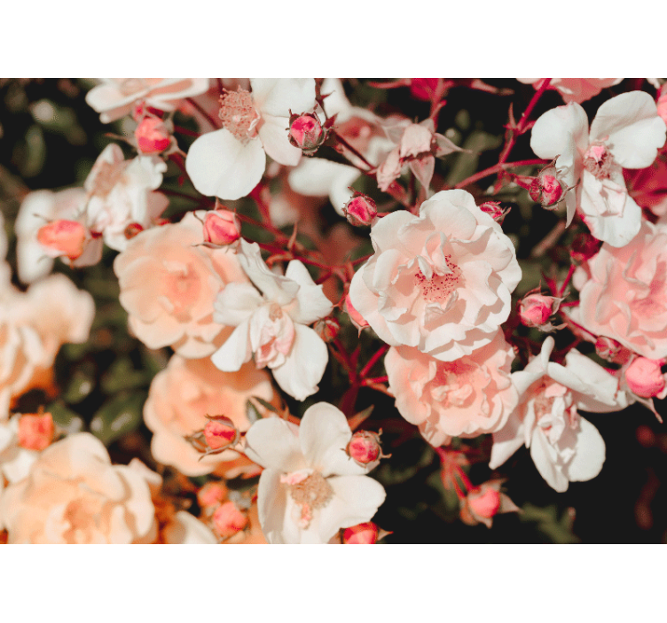 Foto tapete cvijet latice rozeta u cvatu - TenStickers