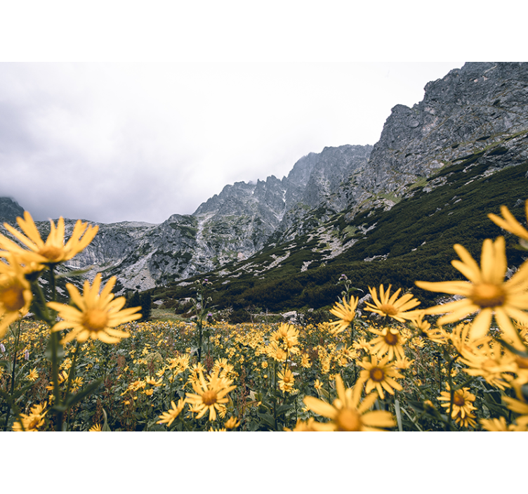 Foto tapete cvijet Žuta cvjetna livada - TenStickers