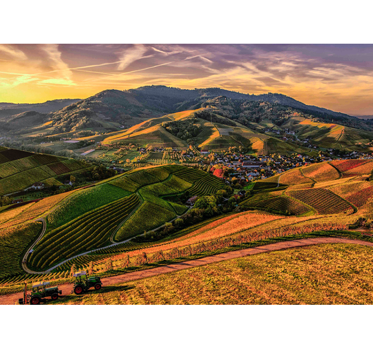 Foto tapeta pogled na bujni vinograd - TenStickers