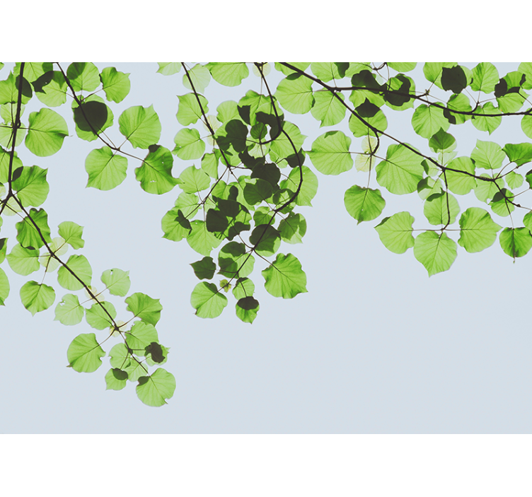 Foto tapete stabla lisnate grane krošnje - TenStickers