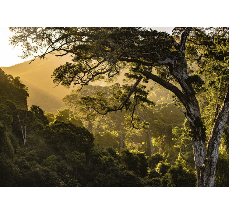 Tapete priroda - zeleno šumsko okruženje - TenStickers