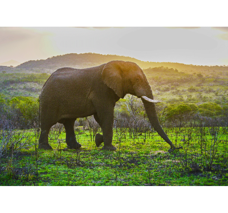 Zidni freske veličanstvena scena slona - TenStickers