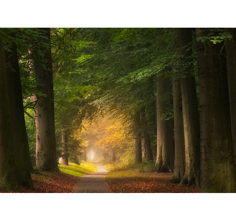 Tapete priroda scena šumskog puta - TenStickers