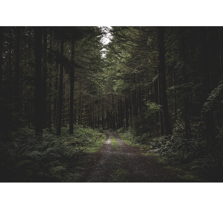 Tapete priroda zeleni šumski put - TenStickers