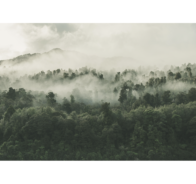 Foto tapete šumski šuma s maglom iznad - TenStickers