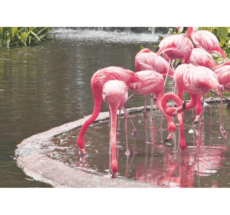 Zidni freske flamingo skupština - TenStickers