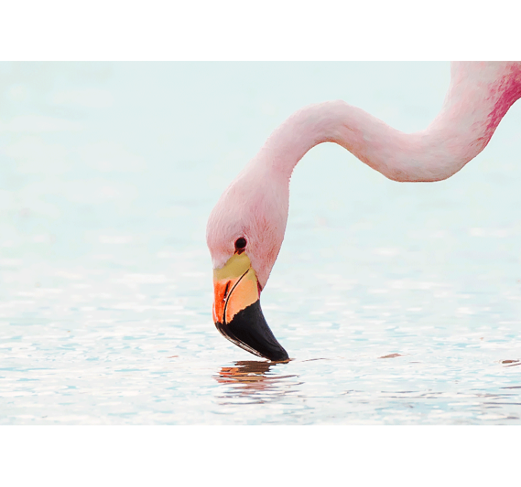 Foto tapeta flamingo odraz u vodi - TenStickers