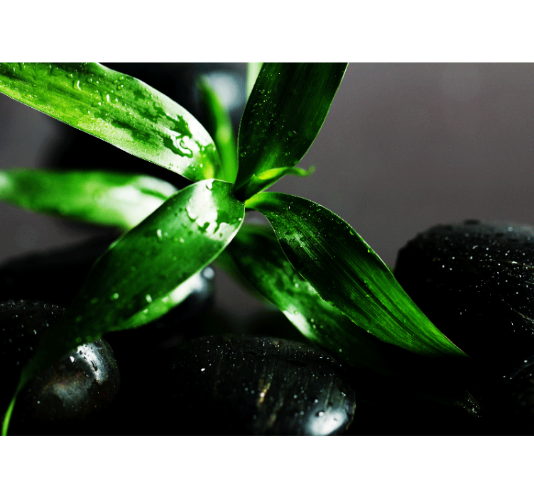 Tapete priroda tekstura svježih listova - TenStickers