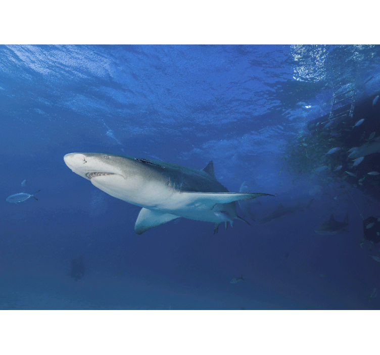 Zidni freske velika istraživanja morskih pasa - TenStickers