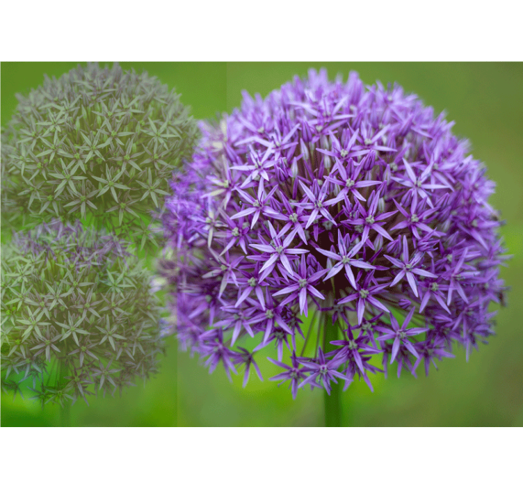 Ljubičaste kugle sa zelenim stabljikama zidni mural - TenStickers