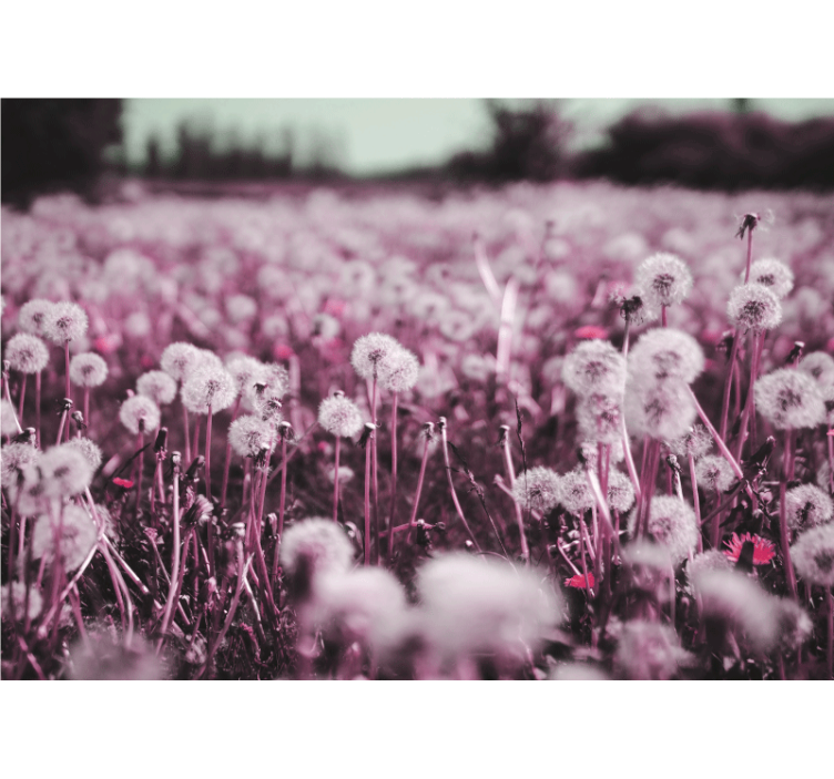 Foto tapete maslačka prizor ljubičastog polja - TenStickers