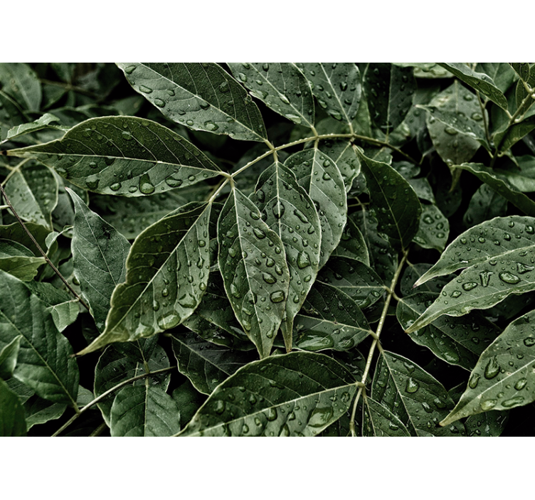 Tapete priroda s vibrantnim lišćem - TenStickers