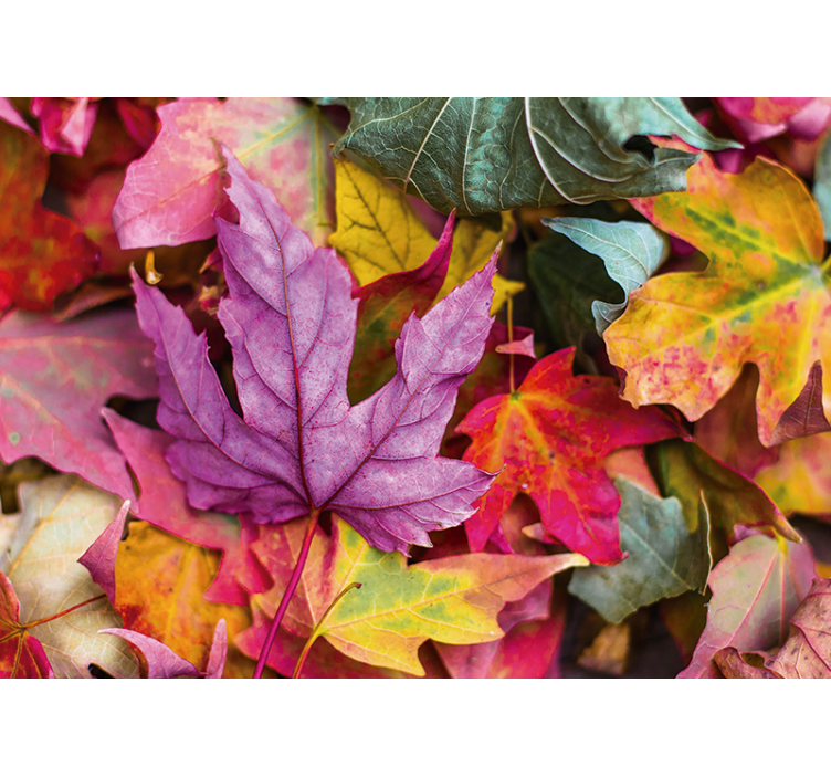 Foto tapete cvijet s šarenim uzorcima lišća - TenStickers