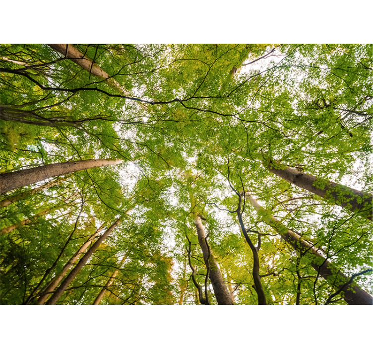 Foto tapete šumski bujne zelene krošnje - TenStickers