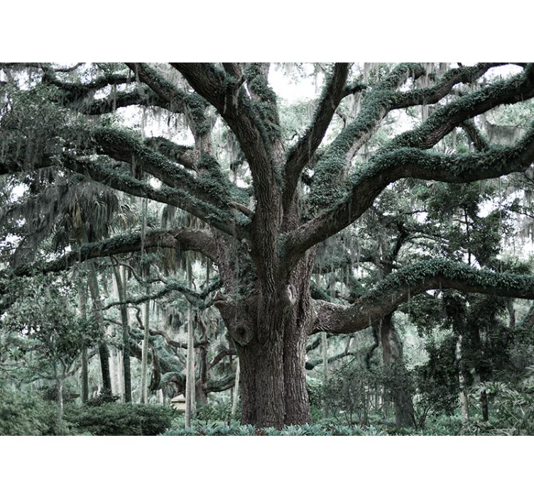 Foto tapete stabla veličanstvene hrastove grane - TenStickers