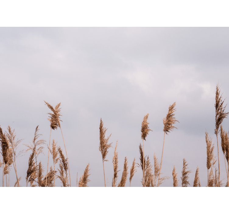 Foto tapete stabla s siluetama visokih trava - TenStickers