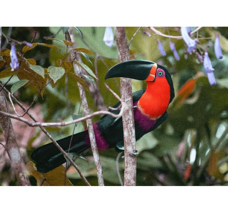 Zidni freske Šarena izložba tukana - TenStickers