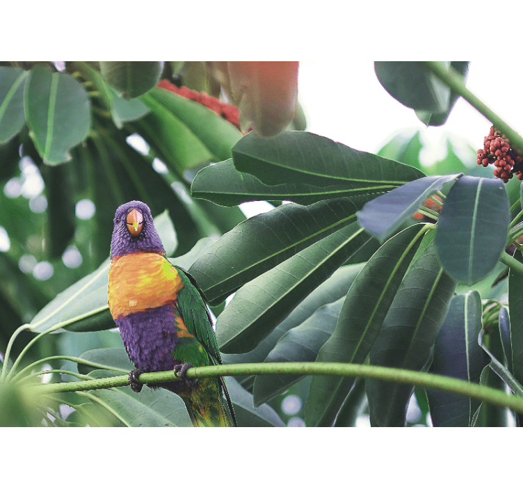 Zidni freske Šarena papiga na grani - TenStickers