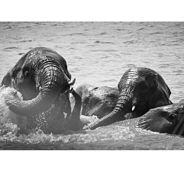 Crno -bijeli zidni mural za plivanje slonova - TenStickers