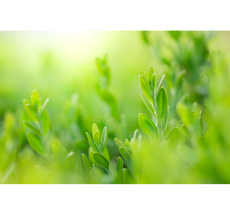 Tapete priroda bujna zelena vegetacija izbliza - TenStickers