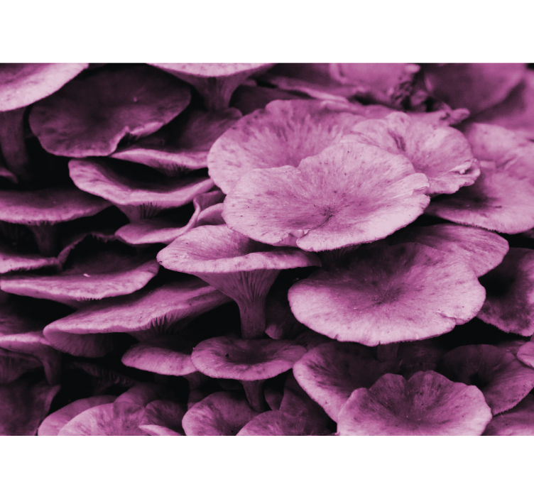 Ružičaste gljive škrge priroda zidni mural - TenStickers