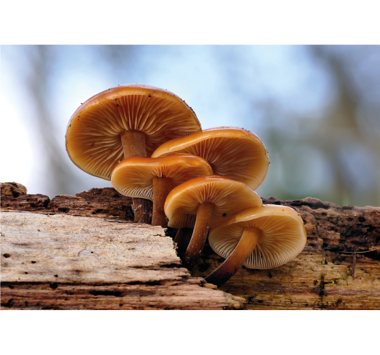 Foto tapete cvijet gljivični klaster - TenStickers