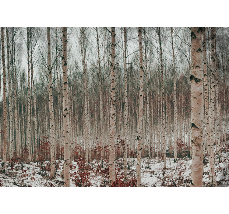 Foto tapete šumski pejzaž breza - TenStickers