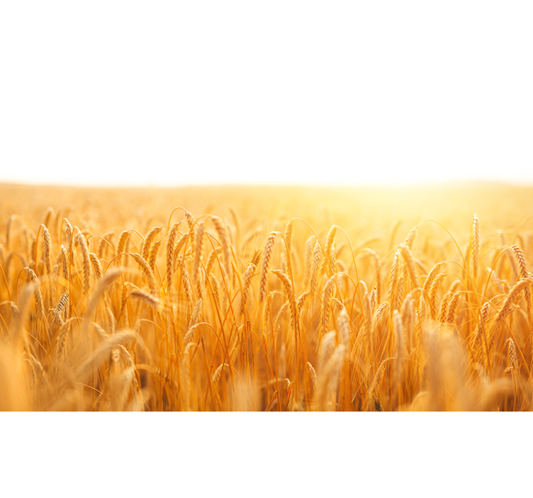 Tapete priroda zlatno zrno livada - TenStickers