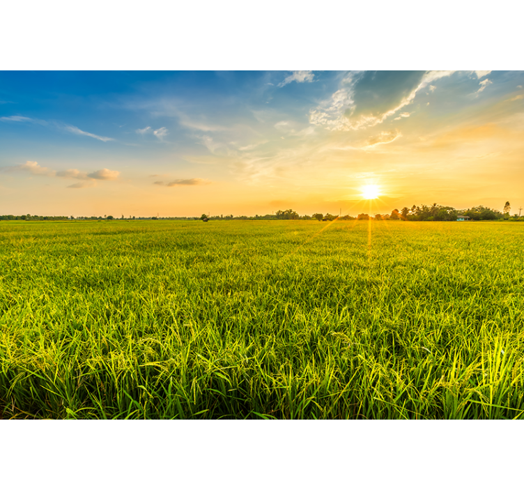 Foto tapeta zalazak sunca nad zelenim poljima - TenStickers