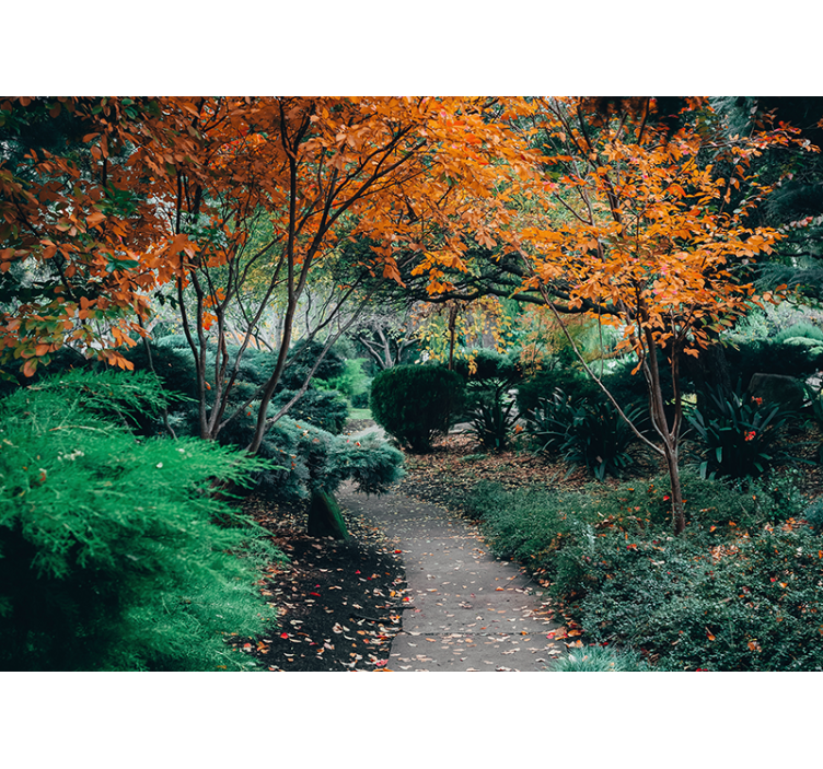 Tapete priroda staza među drvećem - TenStickers